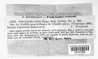 Asteromella ovata image